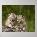 Suche nach luchs poster Natur