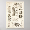 Suche nach teeth poster Zähne