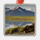 Suche nach braunbär ornamente Wildnis