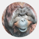 Suche nach orang utans aufkleber Wild