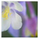 Suche nach columbine untersetzer Kolumbin