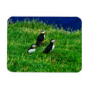 Suche nach puffin magnete Vögel