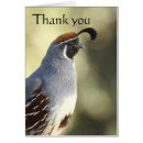 Suche nach wachteln karten Vogelbeobachtung