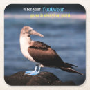 Suche nach galapagos untersetzer Tier