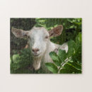 Suche nach kamera puzzle Tier