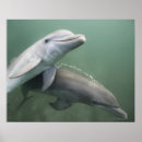 Suche nach delphine poster Schwimmen