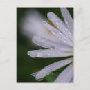 Suche nach aster blume postkarten Ostern