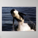 Suche nach schwertwal poster Natur