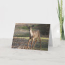 Suche nach weißer schwanz karten Natur