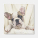 Suche nach englische bulldoggen magnete Studioschuß