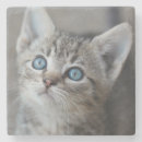 Suche nach niedliche katze untersetzer Fotografie