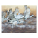 Suche nach aachen poster Tier