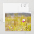 Suche nach wilde orchidee postkarten Fotografie