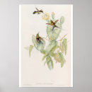 Suche nach gould poster Vogel