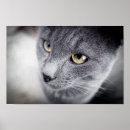 Suche nach katzenplakate poster Kätzchen