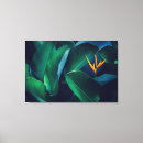 Suche nach tropischer regenwald leinwandbilder Natur