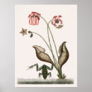 Suche nach vintage frösche poster Natur