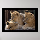 Suche nach afrikanischer löwe poster Wild lebende tiere
