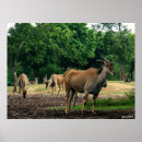 Suche nach gazelle Zoo