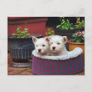 Suche nach pelz postkarten Hunde