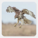 Suche nach falke aufkleber Vogelbeobachtung