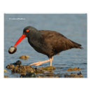 Suche nach küstenvögel poster Tierwelt