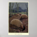 Suche nach armadillo poster Für alle