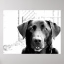 Suche nach schwarzes labrador poster Hunde