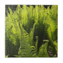 Suche nach farne fliesen Grün