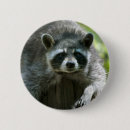 Suche nach waschbär buttons Für alle