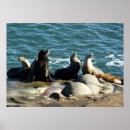 Suche nach seelöwen poster Foto