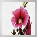 Suche nach hollyhock poster Natur