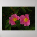 Suche nach wilde rose poster Blume