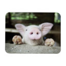 Suche nach ferkel magnete Tier