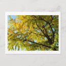 Suche nach ginkgoblatt Ginkgobaum