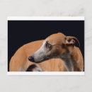 Suche nach whippets postkarten Peitsche