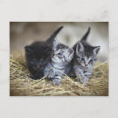 Suche nach mignon Chat