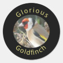 Suche nach goldfinches aufkleber Vogelvogel