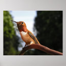 Suche nach hummingbird poster Wild