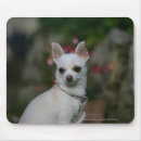 Suche nach chihuahua hund mousepads Weiß
