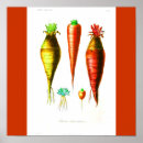 Suche nach karotten poster Botanisch