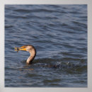 Suche nach kormoran poster Tierwelt