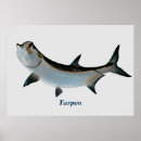 Suche nach tarpon poster Meer