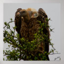 Suche nach geier poster Tiere