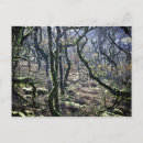 Suche nach dartmoor postkarten Wald