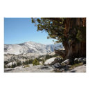 Suche nach alter baum poster Natur