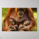 Suche nach orang utans poster Baby