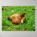 Suche nach henne poster Küken