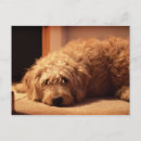 Suche nach trauriger hund postkarten Tiere
