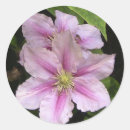 Suche nach clematis aufkleber Sommer